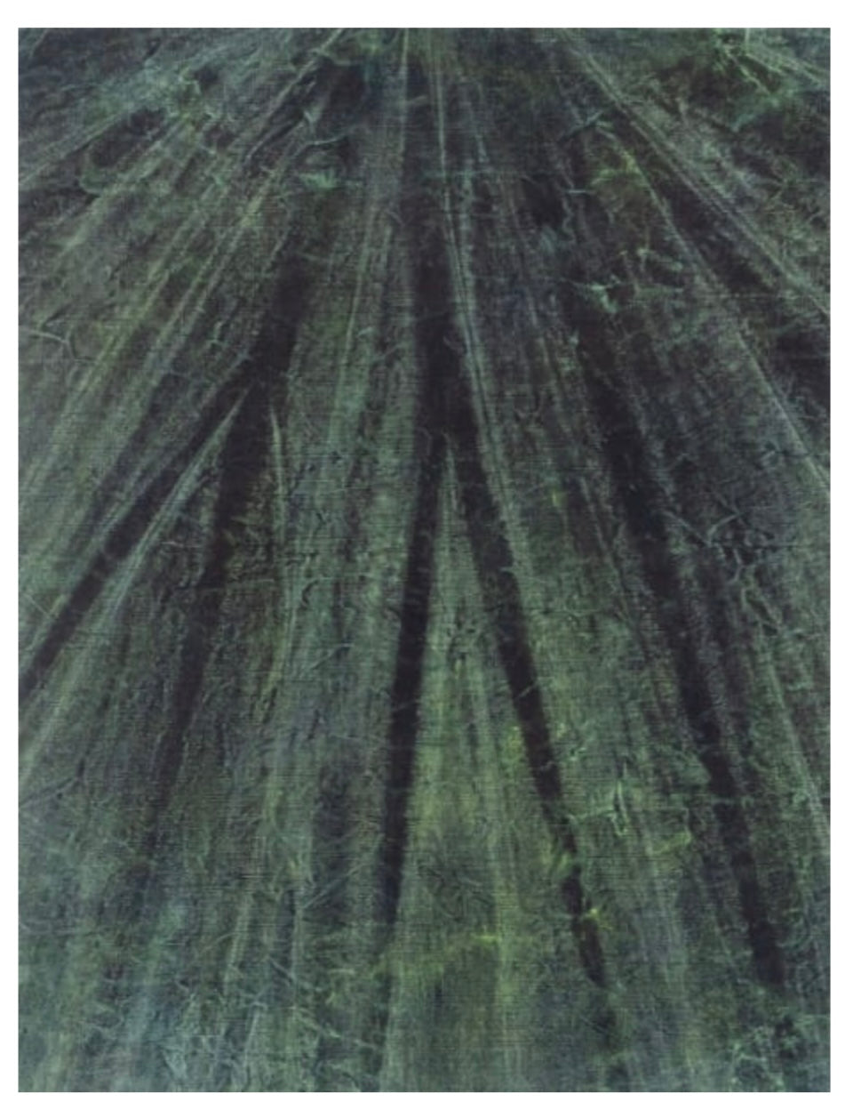 Cole Sternberg 'here I could stay tethered forever'